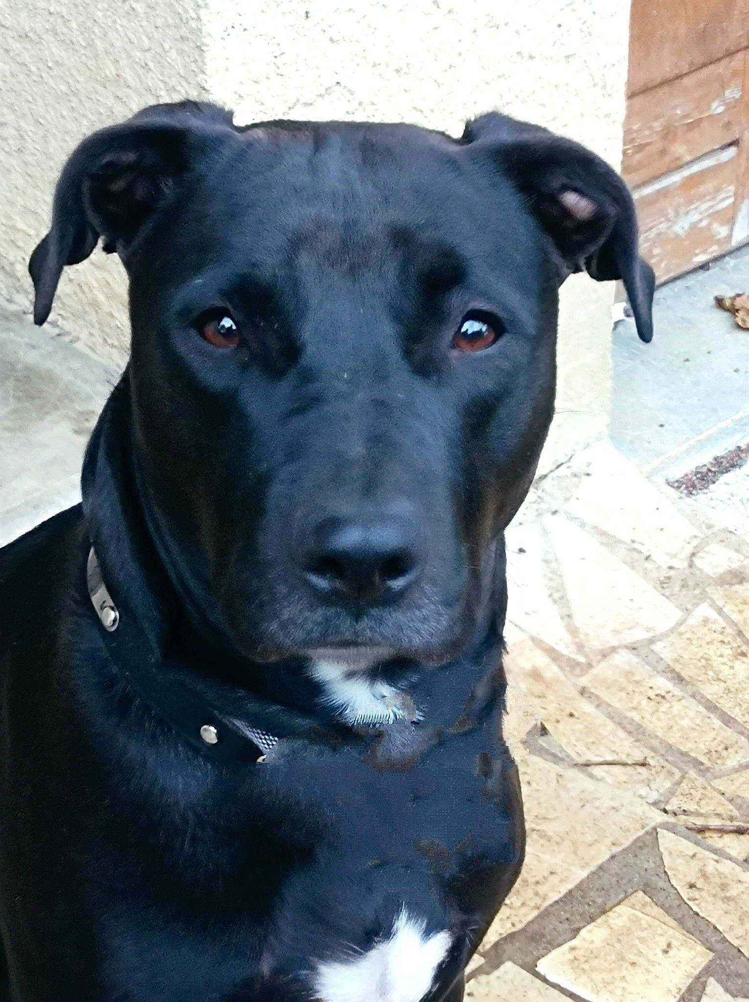 Pupuce participe au concours pour gagner de l'argent avec cette photo : borador, canidae, carnivore, collar, companion_dog, dog, dog_breed, dog_collar, electric_blue, eye, fawn, guard_dog, head, non_sporting_group, personal_protective_equipment, pet_supply, snout, sporting_group, whiskers, working_animal