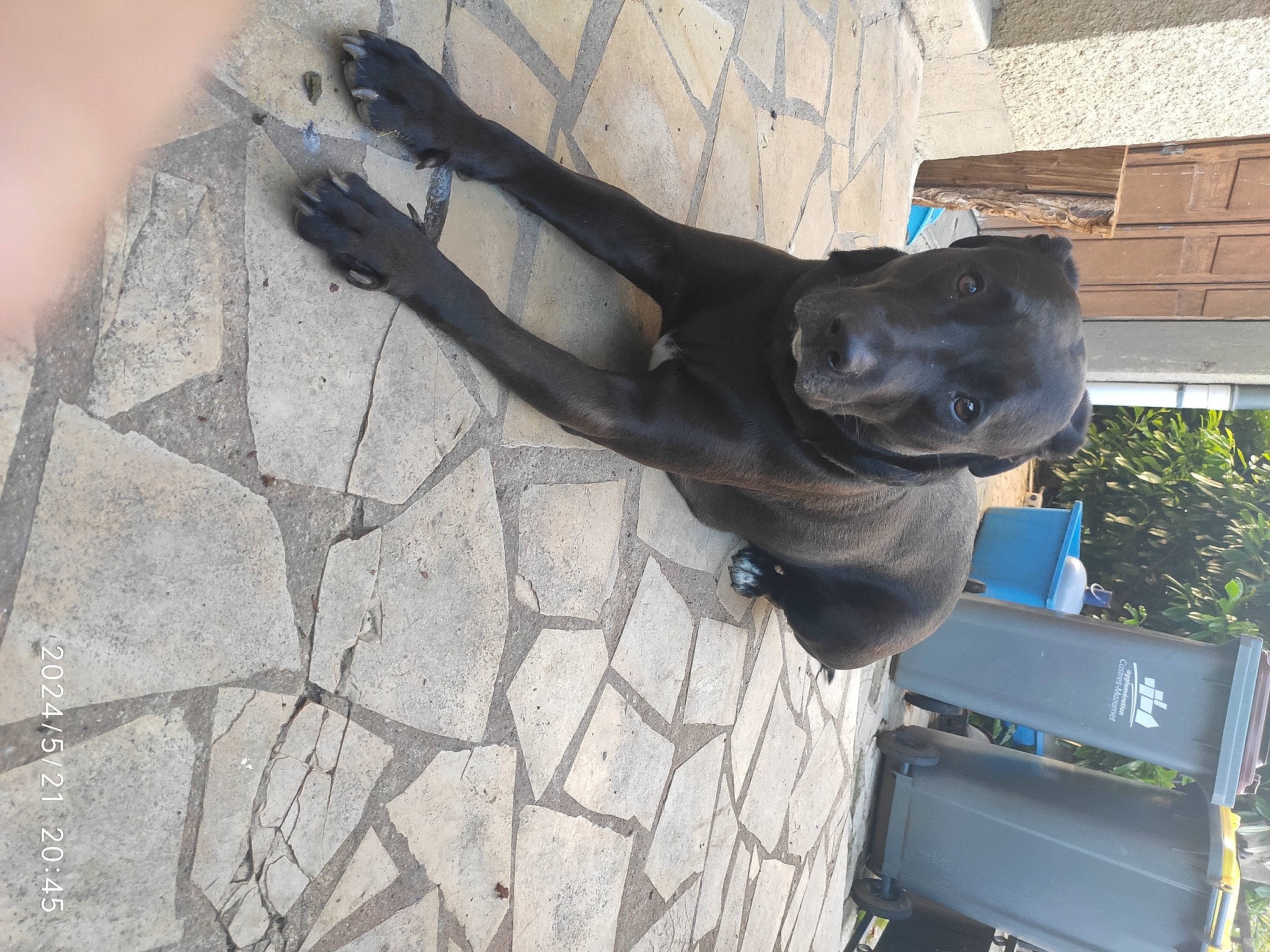 Pupuce a rejoint le concours — aidez-le/la à gagner de superbes lots ! art, auto_part, automotive_tire, canidae, carnivore, concrete, dog, dog_breed, grey, guard_dog, metal, plant, road_surface, sculpture, shadow, sporting_group, statue, tail, vehicle, working_animal