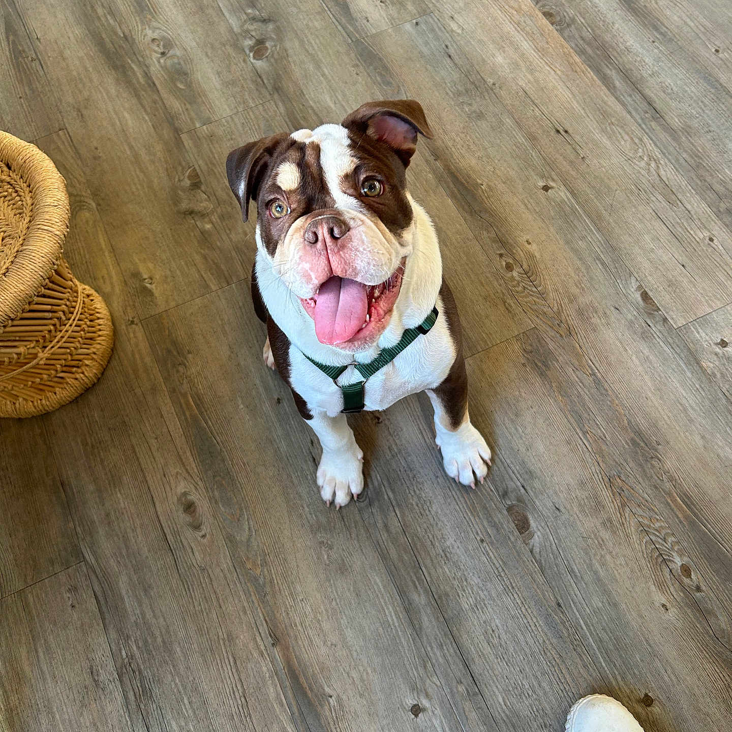 Nori a rejoint le concours — aidez-le/la à gagner de superbes lots ! animal, bostonbull, boxer, bulldog, canine, clothing, dog, face, footwear, frenchbulldog, hardwood, head, indoors, interiordesign, person, pet, pitbull, puppy, shoe, wood
