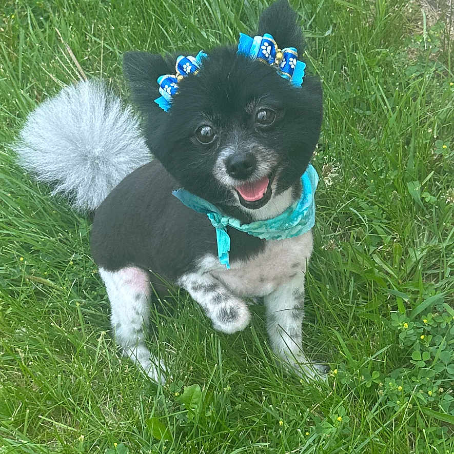 Nina Simone is registered to the contest to win money with this photo: animal, black_dog, blue_bandana, blue_bows, canine, cute, dog, fluffy_tail, fur, grass, greenery, happy, nature, outdoor, paw, pet, playful, small_dog, smiling, white_spots