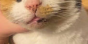 Gizmo is registered to the contest to win money with this photo: cat, calico_cat, face, hand, person, video_call, indoor, tile_floor, close_up, expression, surprised, whiskers, fur, domestic_animal, pet, tattoo, human_face, technology, phone_screen, interaction