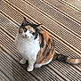 Gizmo joined the competition — help win amazing prizes! cat, calico, pet, animal, feline, outdoor, wooden_deck, fur, curious, sitting, green_eyes, whiskers, tail, striped, domestic_cat, close_up, looking_up, natural_light, patterned_fur, quiet