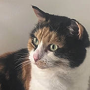 Gizmo is registered to the contest to win money with this photo: cat, calico, green_eyes, fur, whiskers, close_up, portrait, pet, animal, cute, domestic_cat, feline, indoor, looking_away, soft_light, white_fur, black_fur, orange_fur, calm, side_view