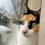 Gizmo joined the competition — help win amazing prizes! cat, calico_cat, curtain, window, reflection, car, greenery, outdoor, indoor, close_up, pet, animal, feline, face, eyes, nose, whiskers, domestic_cat, curious, looking