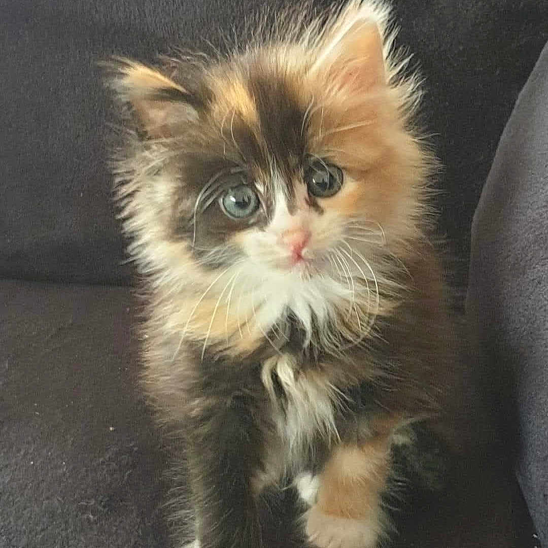 Lagertha a rejoint le concours — aidez-le/la à gagner de superbes lots ! abyssinian, angora, animal, brasssection, cat, horn, kitten, manx, musicalinstrument, pet, snout