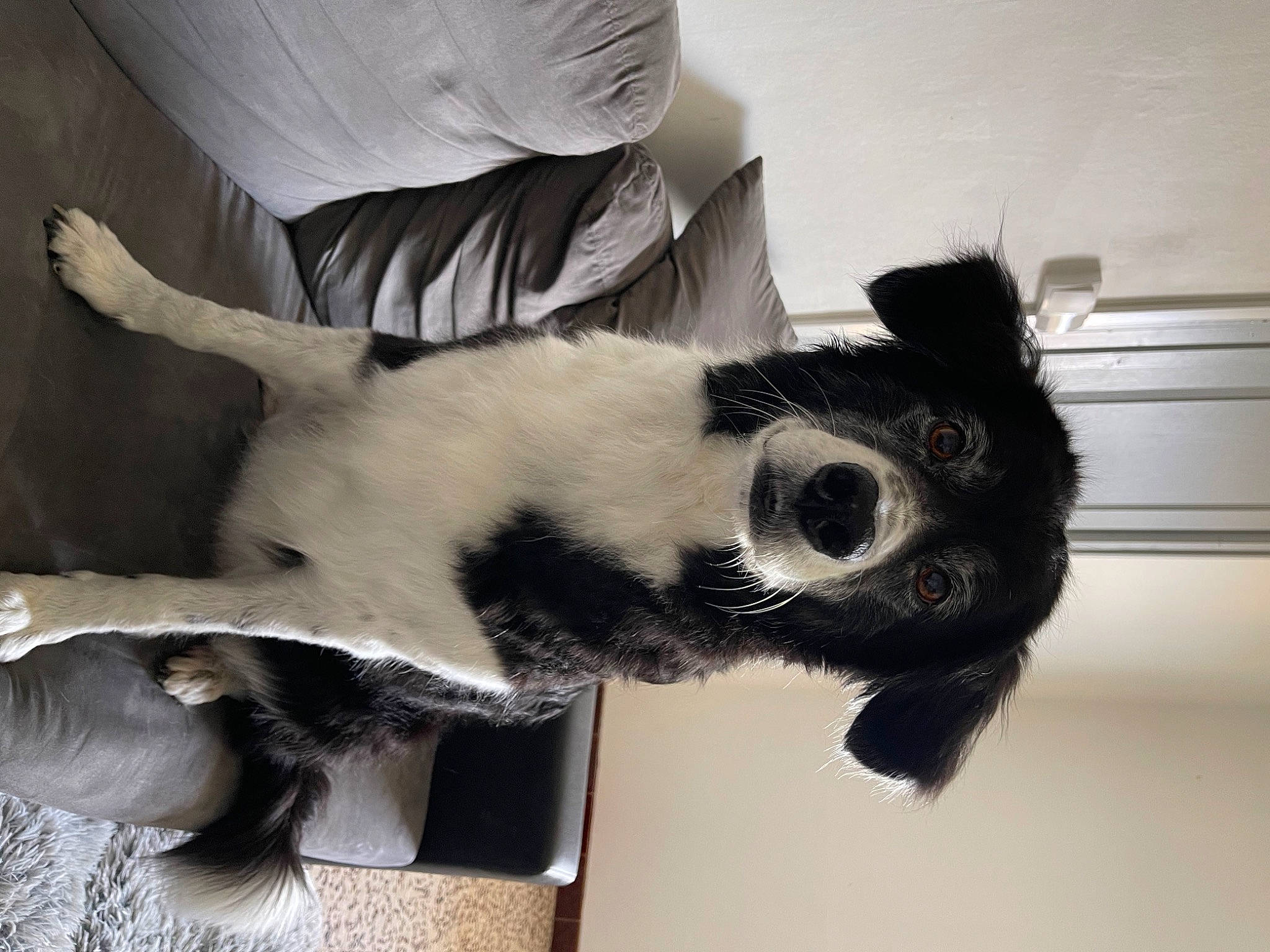 Google a rejoint le concours — aidez-le/la à gagner de superbes lots ! canidae, carnivore, cat, claw, comfort, companion_dog, dog_breed, fawn, felidae, foot, fur, human_leg, paw, room, small_to_medium_sized_cats, snout, tail, terrestrial_animal, whiskers