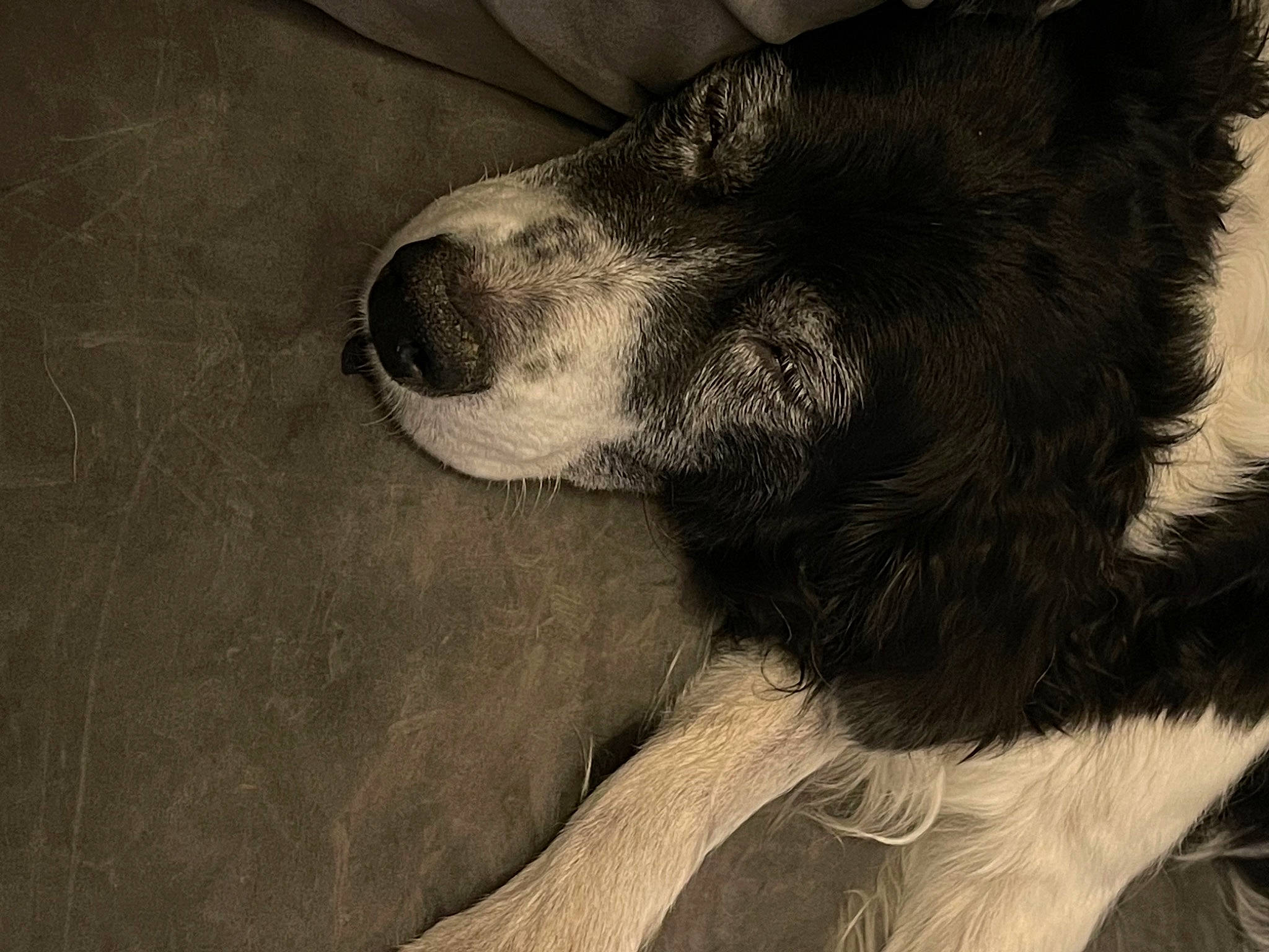 Google participe au concours pour gagner de l'argent avec cette photo : borador, canidae, carnivore, comfort, companion_dog, dog, dog_breed, ear, flooring, fur, jaw, nap, paw, puppy, snout, sporting_group, tail, terrestrial_animal, whiskers, working_animal