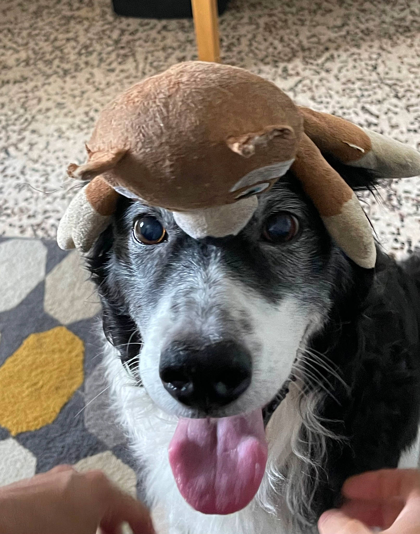 Google participe au concours pour gagner de l'argent avec cette photo : carnivore, collar, companion_dog, costume_hat, dog, dog_breed, dog_collar, ear, fashion_accessory, fawn, fur, happy, hat, paw, snout, sporting_group, terrestrial_animal, terrier, whiskers, working_animal