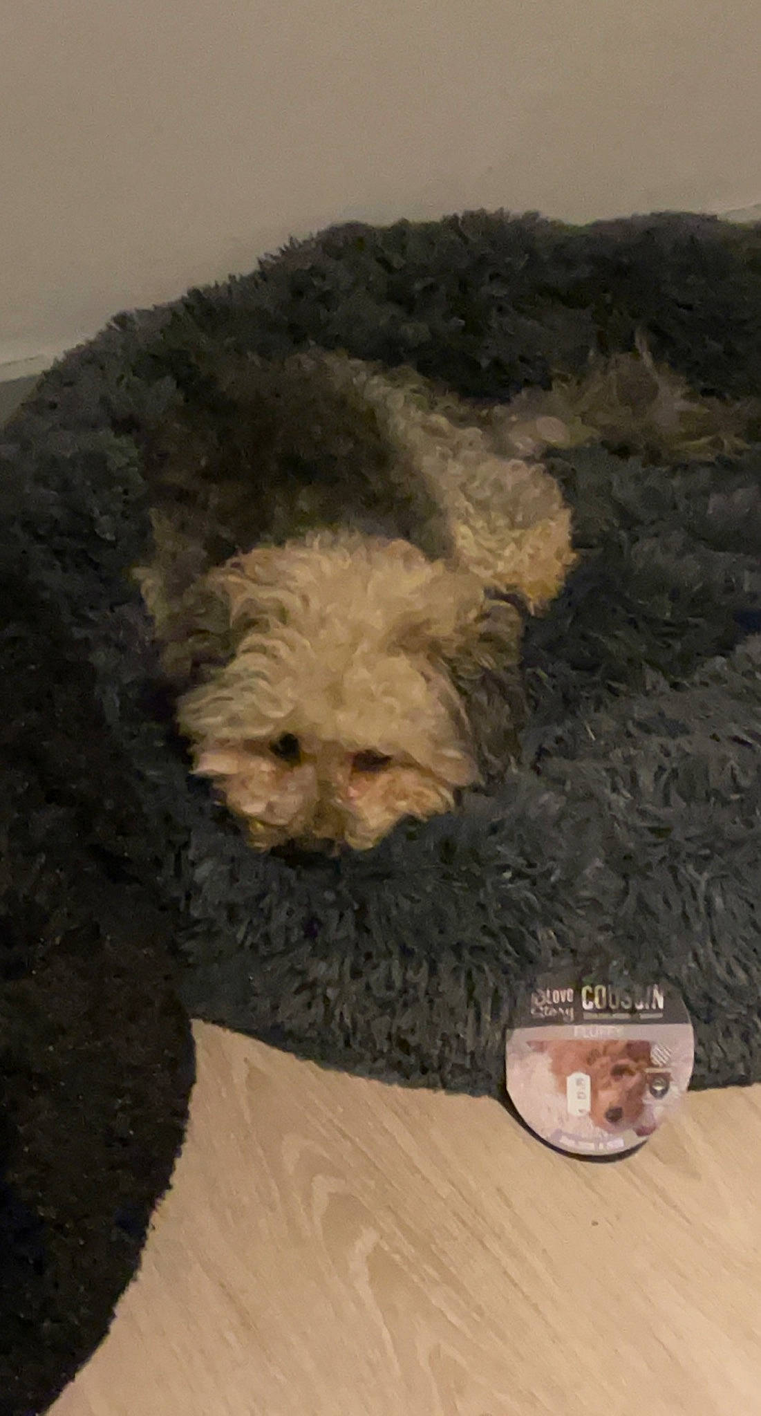 Kiki a rejoint le concours — aidez-le/la à gagner de superbes lots ! canidae, carnivore, companion_dog, dog, dog_breed, fur, labradoodle, maltepoo, non_sporting_group, small_terrier, snout, sporting_group, tableware, terrier, toy_dog, water_dog, working_animal, yorkipoo