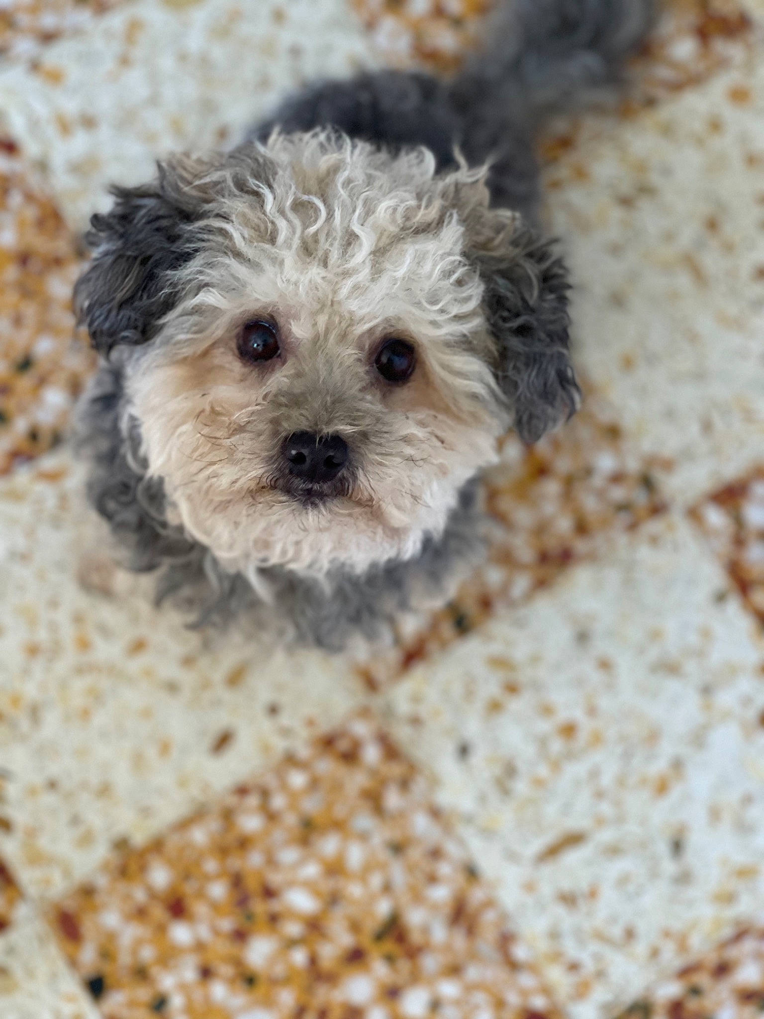 Kiki a rejoint le concours — aidez-le/la à gagner de superbes lots ! canidae, carnivore, cockapoo, companion_dog, dog, dog_breed, fawn, fur, goldendoodle, maltepoo, poodle, poodle_crossbreed, small_terrier, snout, soil, sporting_group, terrestrial_animal, terrier, toy_dog, water_dog