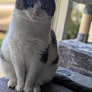 Roxie a rejoint le concours — aidez-le/la à gagner de superbes lots ! animal, calm, cat, closeup, cozy, cute, domestic, feline, fur, gray_and_white, indoor, looking, natural_light, perch, pet, sitting, soft_texture, tail, whiskers, window