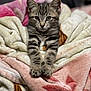 kitten, cat, tabby, animal, pet, blanket, soft, cute, fur, paws, whiskers, indoor, resting, young, mammal, cozy, sleepy, domestic_cat, feline, portrait