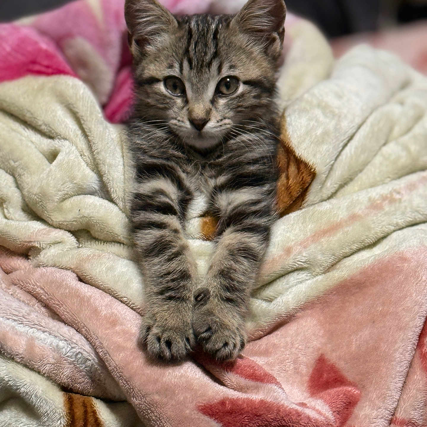 Milo a rejoint le concours — aidez-le/la à gagner de superbes lots ! animal, blanket, cat, cozy, cute, domestic_cat, feline, fur, indoor, kitten, mammal, paws, pet, portrait, resting, sleepy, soft, tabby, whiskers, young