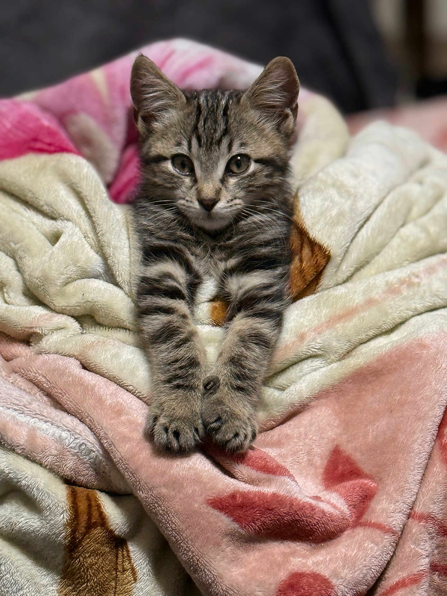 Milo a rejoint le concours — aidez-le/la à gagner de superbes lots ! kitten, cat, tabby, animal, pet, blanket, soft, cute, fur, paws, whiskers, indoor, resting, young, mammal, cozy, sleepy, domestic_cat, feline, portrait