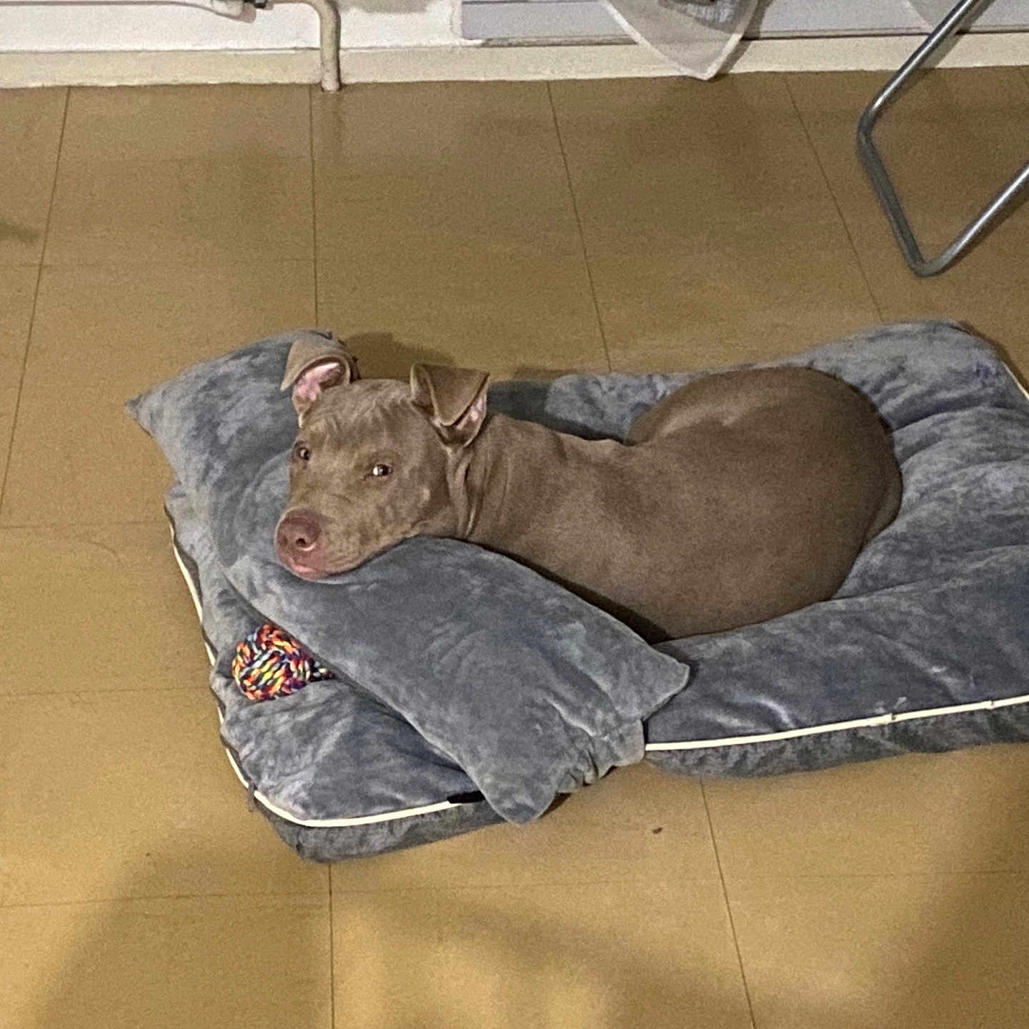 Chilli participe au concours pour gagner de l'argent avec cette photo : animal, bed, canine, comfort, cozy, dog, domestic, floor, furniture_leg, gray_bed, head_resting, indoor, lying_down, pet, pillow, quiet, relaxation, resting, tile_floor, toy