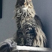 Mila a rejoint le concours — aidez-le/la à gagner de superbes lots ! cat, fluffy, long_hair, pet, animal, feline, sitting, cat_tree, indoor, gray_wall, tail, whiskers, ears, fur, portrait, looking, domestic_cat, cute, furry, house_pet