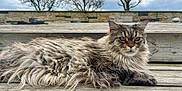 Mila participe au concours pour gagner de l'argent avec cette photo : cat, fluffy, long_hair, wooden_steps, outdoor, nature, tree, cloudy_sky, animal, pet, relaxed, feline, fur, whiskers, ears, muzzle, daylight, resting, portrait, calm