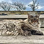 cat, fluffy, long_hair, wooden_steps, outdoor, nature, tree, cloudy_sky, animal, pet, relaxed, feline, fur, whiskers, ears, muzzle, daylight, resting, portrait, calm