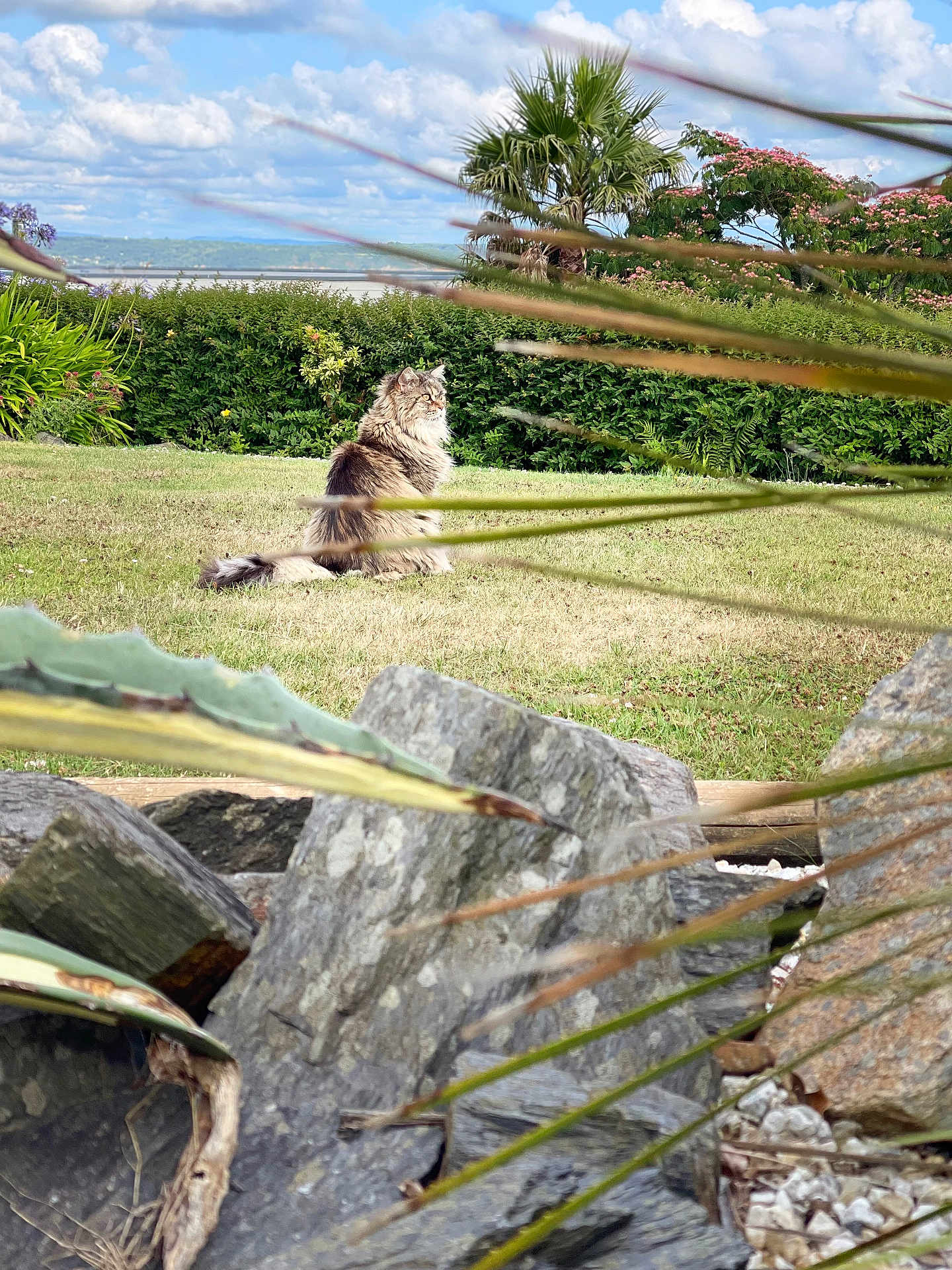 Mila a rejoint le concours — aidez-le/la à gagner de superbes lots ! cat, fluffy_cat, grass, rocks, plants, bushes, trees, outdoor, sky, clouds, nature, garden, greenery, pet, animal, sunlight, landscape, daytime, calm, serene
