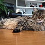 Mila a rejoint le concours — aidez-le/la à gagner de superbes lots ! cat, fluffy, indoor, wooden_floor, plant, pot, furniture, living_room, pet, animal, relaxed, laying_down, long_hair, eyes, ears, whiskers, home, cozy, modern, calm
