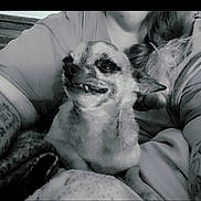 Amilla is registered to the contest to win money with this photo: animal, arms, black_and_white, casual, chihuahua, close_up, companion, cozy, cute, dog, friendly, fur, indoor, person, pet, portrait, resting, small_dog, smiling, tattoo