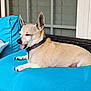 dog, small_dog, tongue_out, resting, cushion, turquoise, wicker_couch, window, window_blinds, collar, pet, outdoor_furniture, brick_wall, relaxed, paw, fur, animal, side_view, daylight, cute
