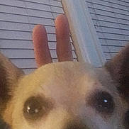 Luke is registered to the contest to win money with this photo: dog, close_up, ears, eyes, hand, bunny_ears, window_blinds, indoor, pet, playful, curious, face, animal, furry, brown, beige, light, shadow, background, candid