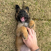 Berry joined the competition — help win amazing prizes! puppy, dog, grass, hand, tattoo, playful, cute, pet, outdoor, happy, tongue, paw, lying_down, smiling, young_dog, animal, fur, nature, tickling, closeup