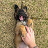 puppy, dog, grass, hand, tattoo, playful, cute, pet, outdoor, happy, tongue, paw, lying_down, smiling, young_dog, animal, fur, nature, tickling, closeup