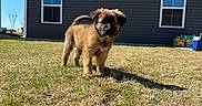 Berry joined the competition — help win amazing prizes! puppy, dog, grass, yard, house, windows, outdoor, sunlight, shadow, animal, pet, brown_fur, curious, young, small, canine, daytime, blue_sky, nature, building