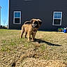puppy, dog, grass, yard, house, windows, outdoor, sunlight, shadow, animal, pet, brown_fur, curious, young, small, canine, daytime, blue_sky, nature, building