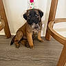 Berry joined the competition — help win amazing prizes! puppy, dog, party_hat, floor, wooden_chair, indoor, pet, cute, adorable, young, brown_fur, black_muzzle, sitting, looking_up, flooring, home, animal, companion, fur, small