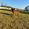 Berry joined the competition — help win amazing prizes! puppy, dog, grass, outdoor, sunlight, shadow, blue_sky, house, suburb, pet, young_dog, fur, tail, standing, daytime, nature, animal, cute, playful, backyard