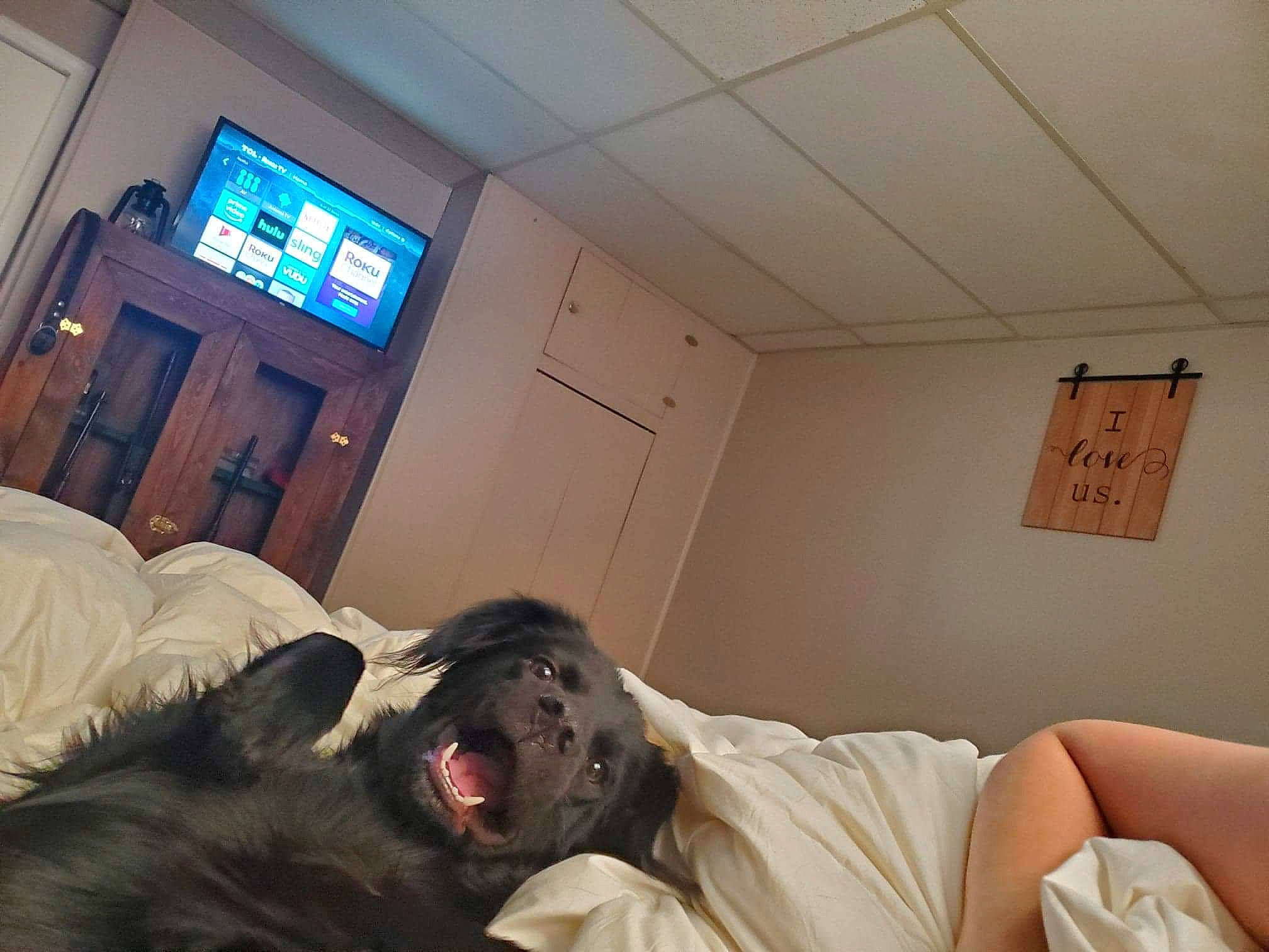 Bailey joined the competition — help win amazing prizes! bed, bedtime, comfort, ear, fun, furniture, house, human, leg, mouth, nap, photography, room, selfie, square