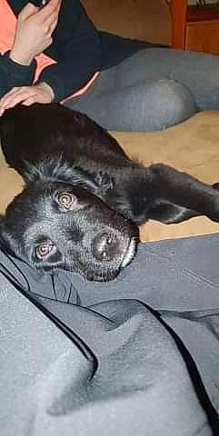 Bailey joined the competition — help win amazing prizes! beagador, borador, canidae, carnivore, dog, dog_breed, formosan_mountain_dog, labrador_retriever, mammal, patterdale_terrier, retriever, snout, sporting_group, street_dog