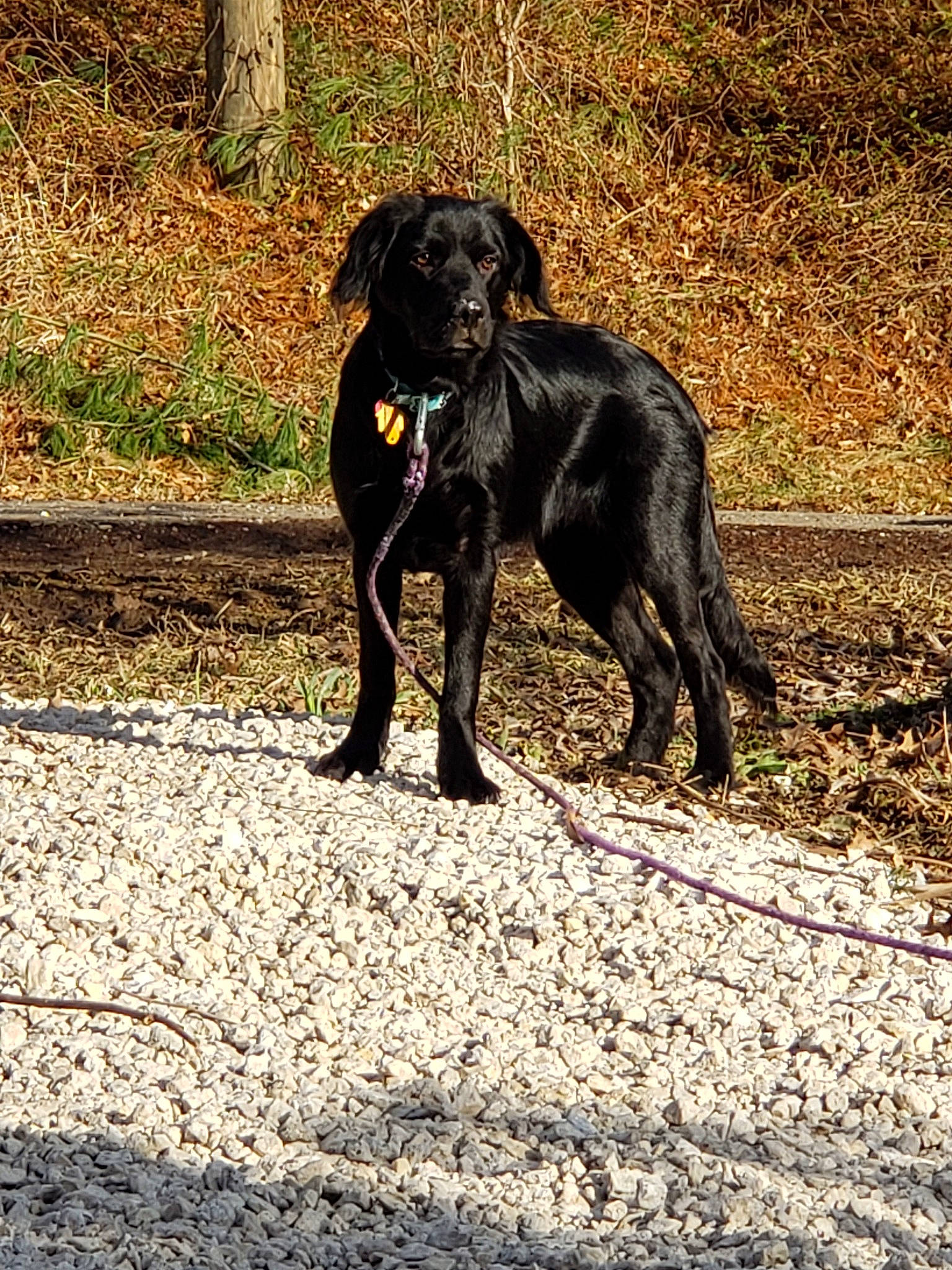 Bailey joined the competition — help win amazing prizes! borador, canidae, carnivore, dog, dog_breed, field_trial, flat_coated_retriever, german_spaniel, guard_dog, hunting_dog, labrador_retriever, mammal, patterdale_terrier, pointing_breed, retriever, sporting_group, tail, vertebrate
