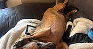 Lokie joined the competition — help win amazing prizes! animal, blanket, brown_dog, canine, comfort, couch, cozy, dog, domestic, fur, home, indoor, leisure, living_room, paw, pet, relaxing, resting, sleepy, snuggle