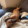 Lokie joined the competition — help win amazing prizes! dog, brown_dog, blanket, couch, indoor, relaxing, pet, fur, canine, resting, cozy, animal, paw, sleepy, home, living_room, comfort, leisure, snuggle, domestic