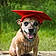 Lokie
