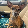 Lokie joined the competition — help win amazing prizes! dog, pet, car, blanket, seat, animal, portrait, ears, brown, cute, indoor, collar, window, seatbelt, companion, sitting, canine, furry, alert, domestic