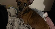 Lokie joined the competition — help win amazing prizes! dog, brown_dog, small_dog, blankets, clothes, indoor, pet, curious, ears, fur, resting, cozy, pile, wall, dim_light, looking, animal, companion, domestic_animal, canine