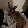 dog, brown_dog, small_dog, blankets, clothes, indoor, pet, curious, ears, fur, resting, cozy, pile, wall, dim_light, looking, animal, companion, domestic_animal, canine