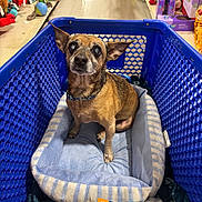 Lokie is registered to the contest to win money with this photo: dog, pet_store, shopping_basket, dog_bed, toy_aisle, brown_dog, small_dog, indoor, sitting, looking_up, collar, floor, blue_basket, striped_bed, pet_toys, packaging, shelves, aisle, retail, store