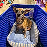 dog, pet_store, shopping_basket, dog_bed, toy_aisle, brown_dog, small_dog, indoor, sitting, looking_up, collar, floor, blue_basket, striped_bed, pet_toys, packaging, shelves, aisle, retail, store
