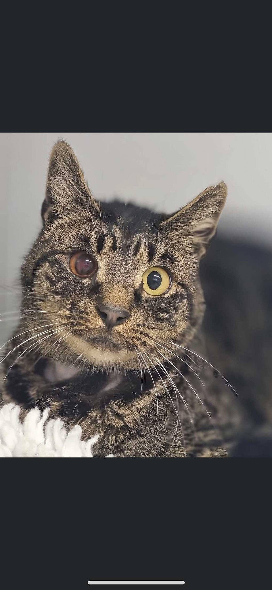 Allan is registered to the contest to win money with this photo: art, carnivore, cat, darkness, domestic_short_haired_cat, felidae, fur, grass, monochrome, monochrome_photography, paw, photo_caption, small_to_medium_sized_cats, snout, terrestrial_animal, whiskers, wildlife