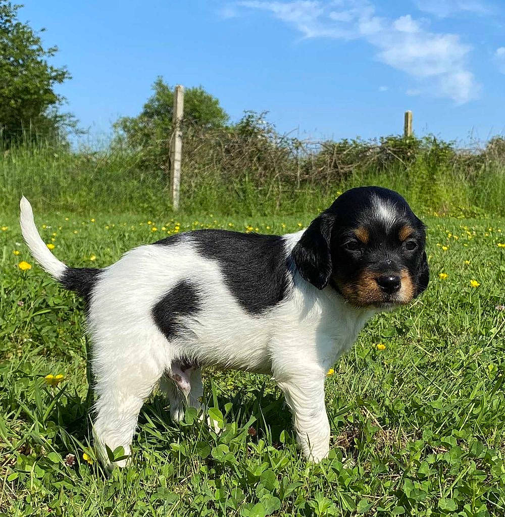 Sully participe au concours pour gagner de l'argent avec cette photo : canidae, carnivore, cloud, companion_dog, dog, dog_breed, grass, gun_dog, hunting_dog, natural_landscape, plant, sky, snout, sporting_group, tail, terrestrial_animal, tree, working_dog