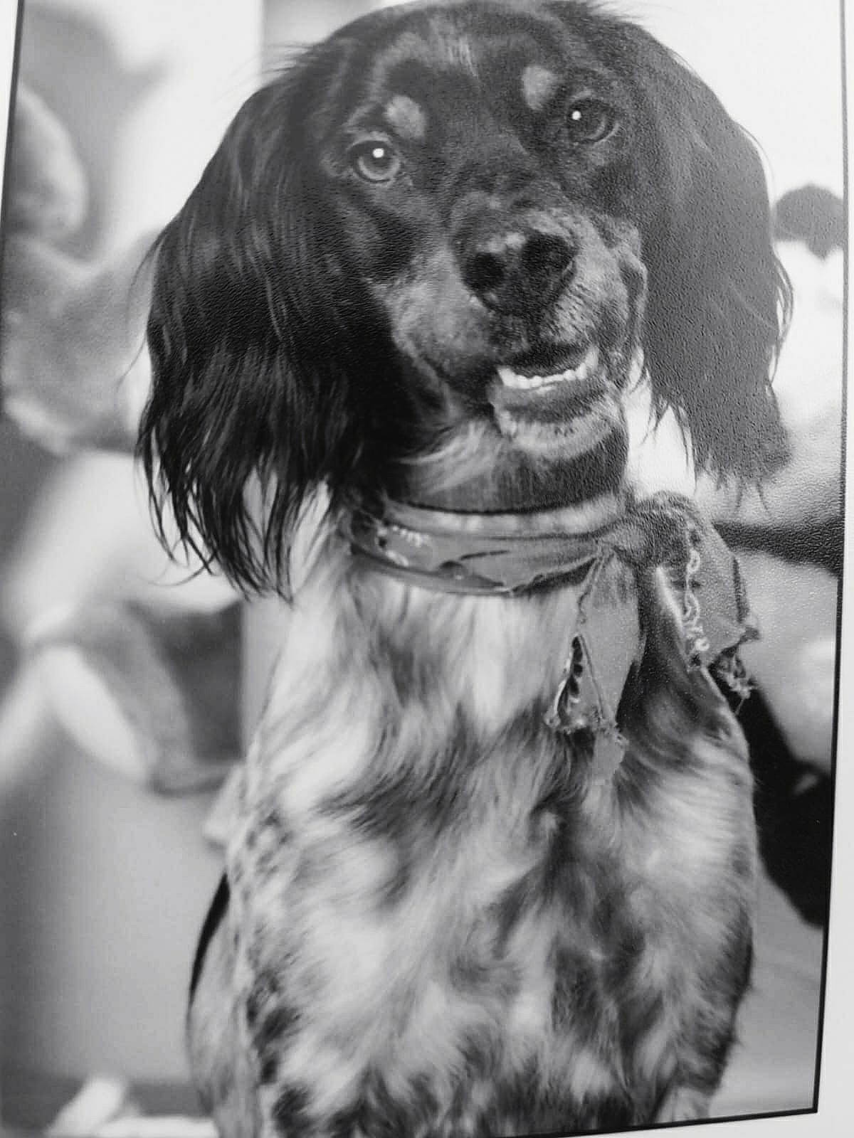 Sully participe au concours pour gagner de l'argent avec cette photo : black, black_and_white, canidae, carnivore, collar, companion_dog, dog, dog_breed, dog_collar, fur, gun_dog, liver, monochrome, monochrome_photography, snout, sporting_group, style, whiskers, white, working_animal
