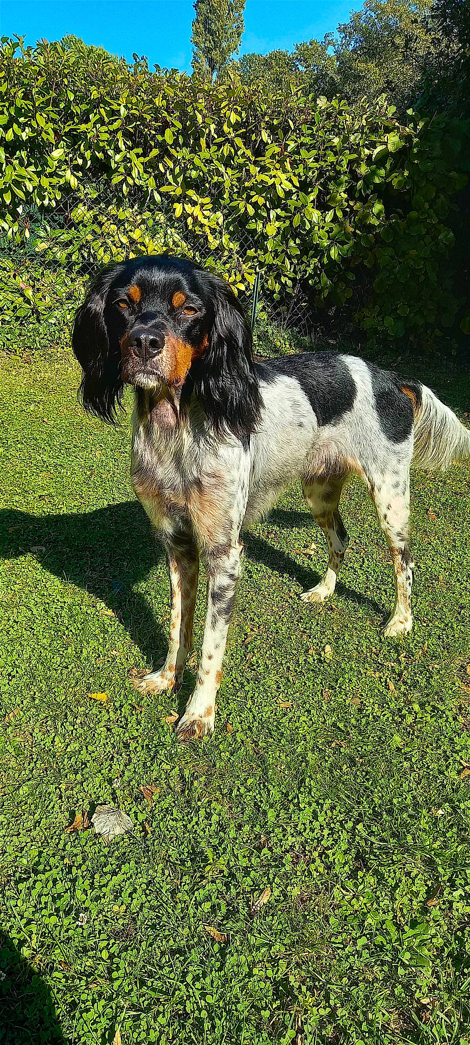 Sully a rejoint le concours — aidez-le/la à gagner de superbes lots ! canidae, carnivore, companion_dog, dog, dog_breed, grass, gun_dog, hunting_dog, liver, pont_audemer_spaniel, snout, spaniel, sporting_group, terrestrial_animal, water_dog, working_animal, working_dog