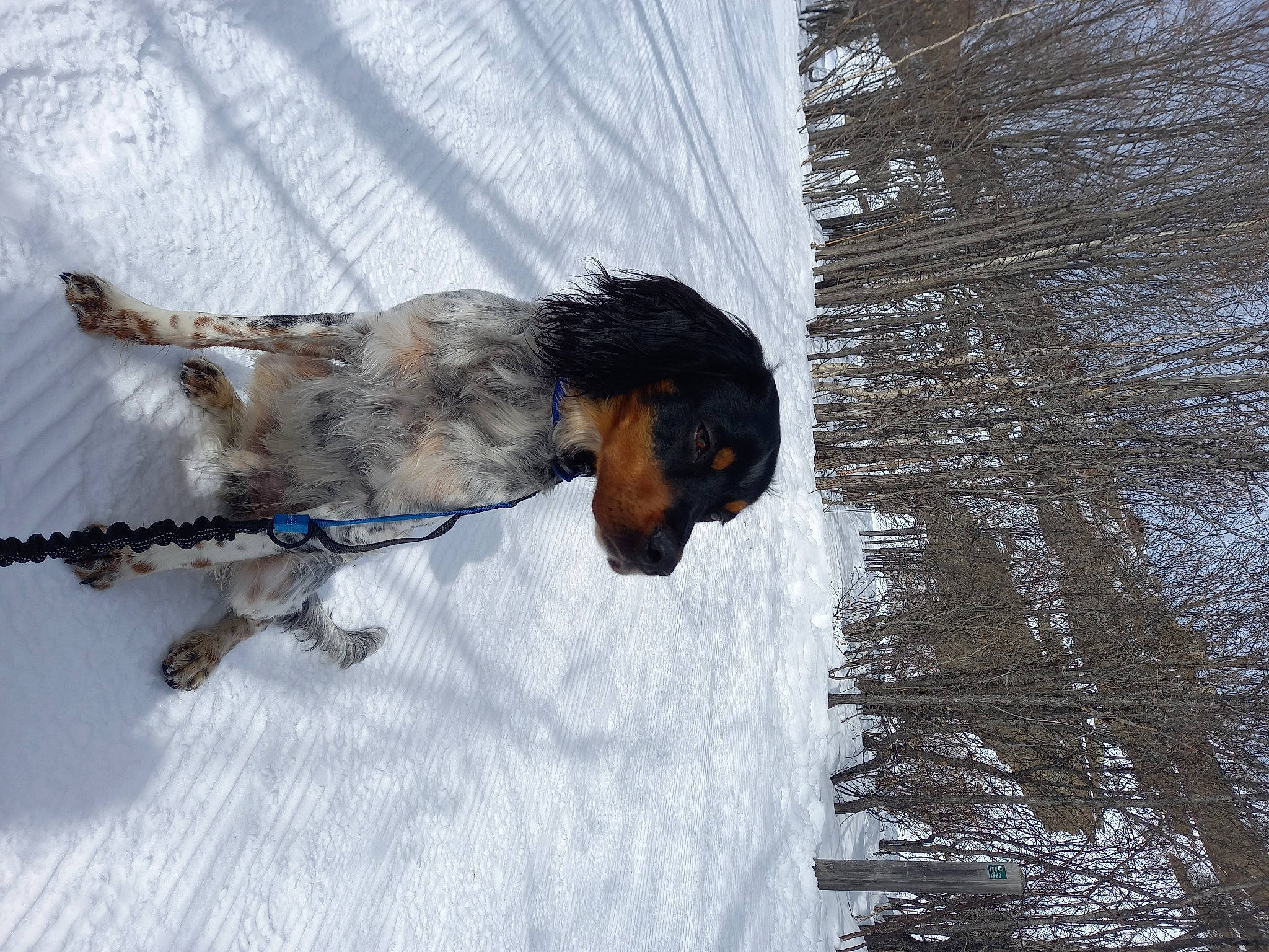 Sully a rejoint le concours — aidez-le/la à gagner de superbes lots ! beak, carnivore, dog, dog_breed, feather, freezing, fur, plant, recreation, reflection, snout, snow, sporting_group, tail, tree, trunk, twig, water, winter, wood