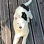 puppy, dog, white, black, blue_eyes, wooden_deck, outdoor, pet, cute, playful, animal, stretching, fur, canine, young_dog, sunlight, paw, looking_up, adorable, friendly